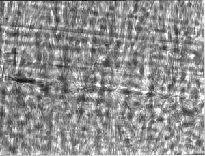 Micrograph de polypropylene